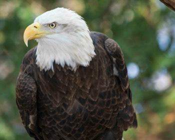  Bald Eagle (Louisville Zoo) 