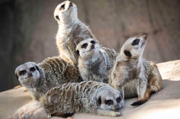  Meerkats - (Louisville Zoo) 