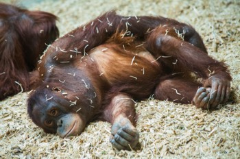  Orangutan (Dublin Zoo), Co. Dublin, Ireland (19 July 2017) 