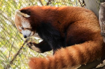  Red Panda (Zoo Knoxville) 