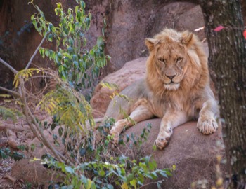  African Lion (Zoo Atlanta) 
