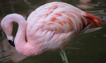  Chilean Flamingo (Zoo Atlanta) 
