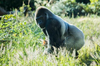 Silverback Western Lowland Gorilla (Louisville Zoo) 