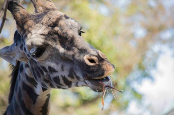  Masai Giraffe (Louisville Zoo) 