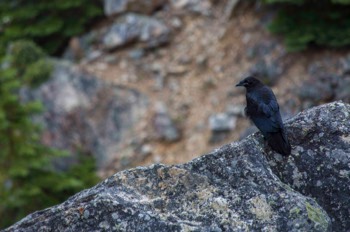  Crow in Banff National Park - Alberta, Canada 