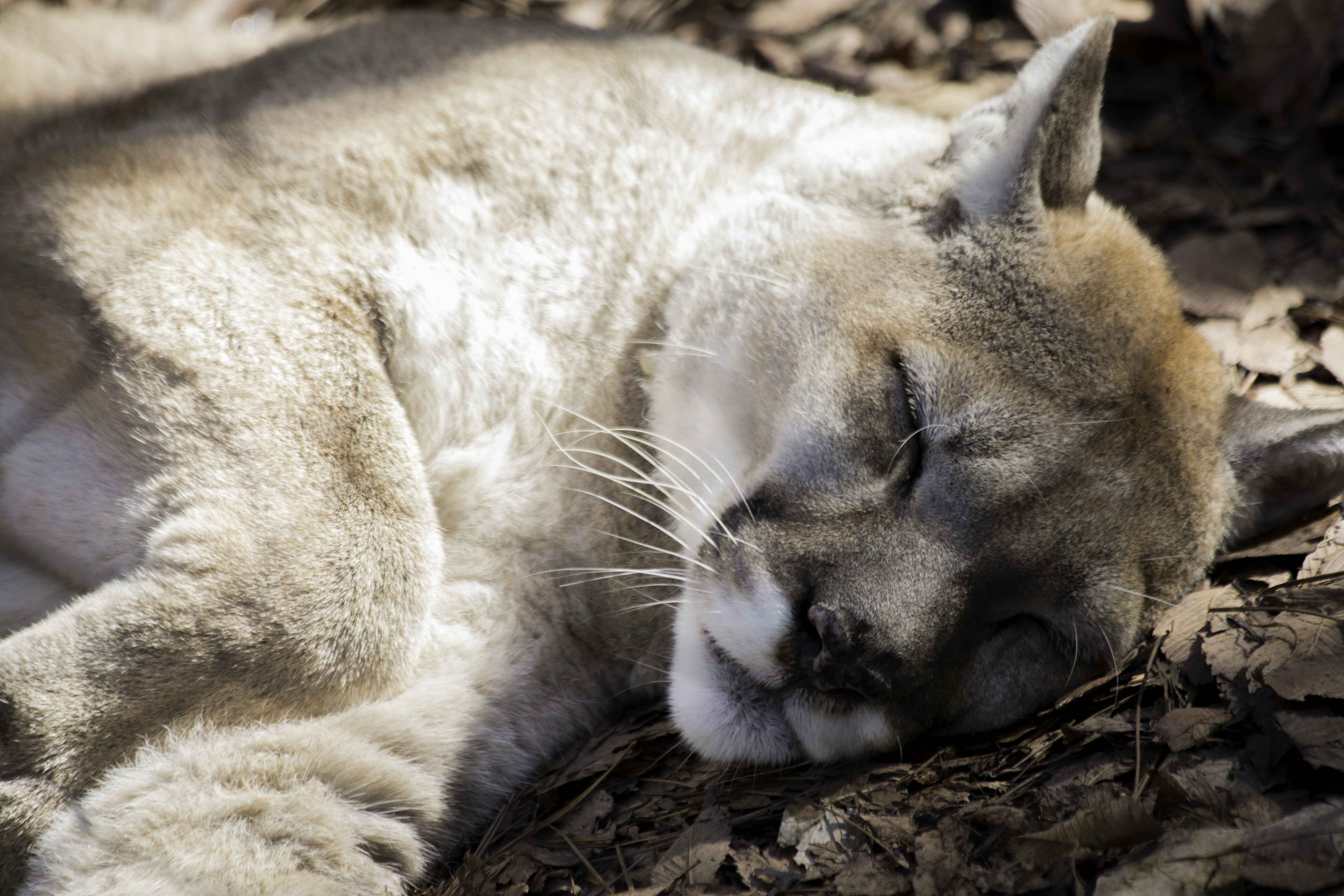 Puma (Louisville Zoo) 