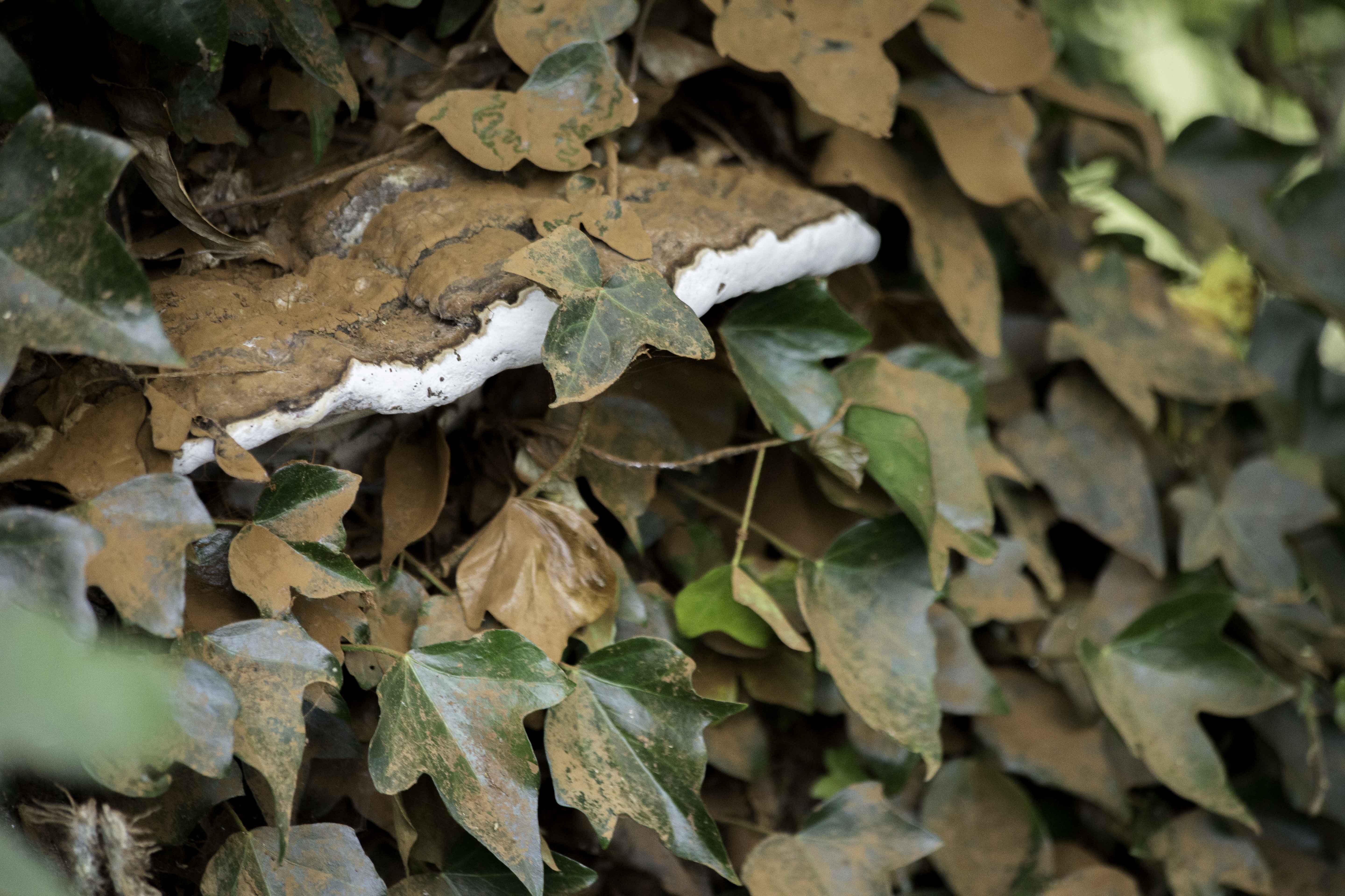  A Fungus at the Dark Hedges (Northern Ireland) 