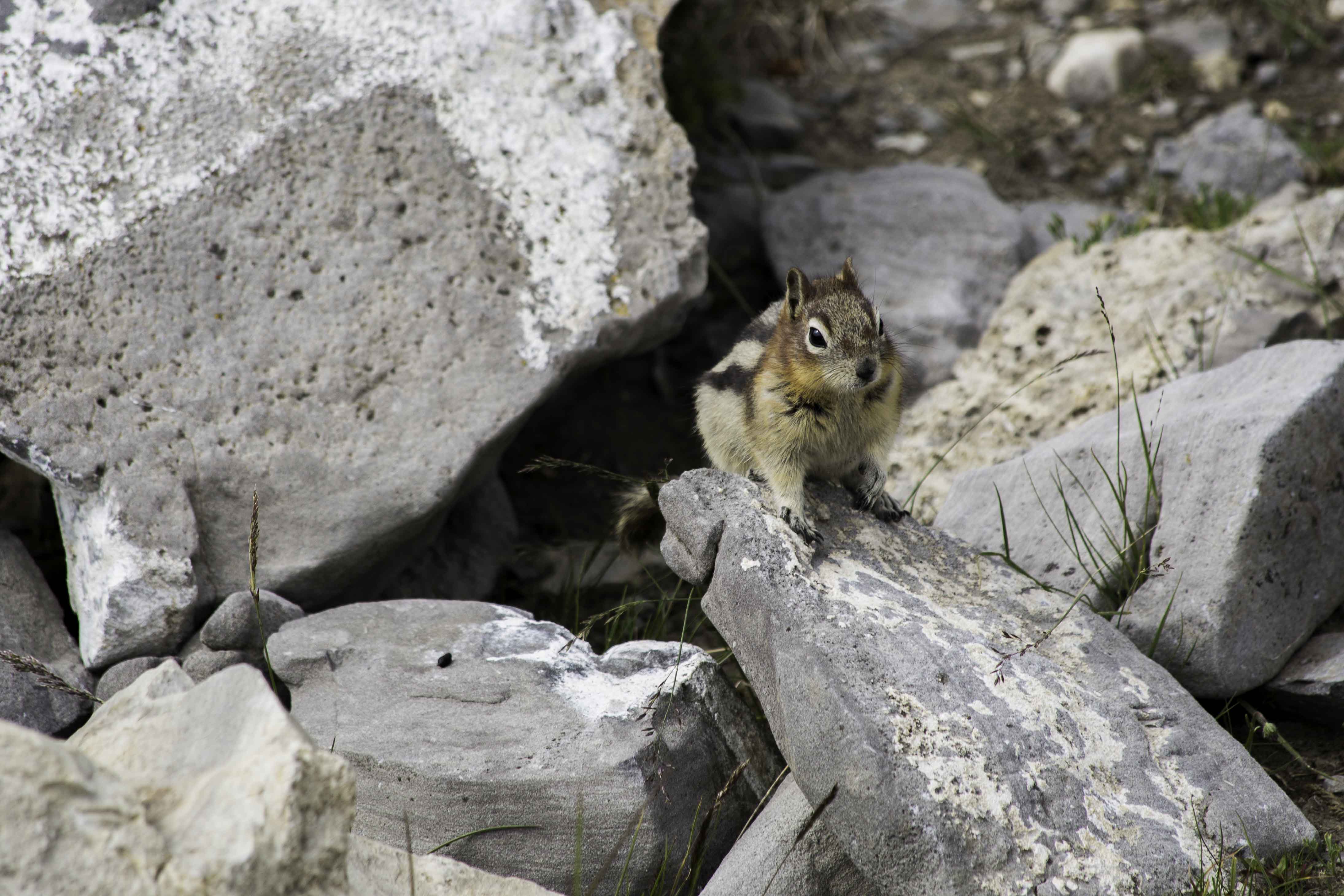  Chipmunk (Banff National Park, Alberta, Canada) 