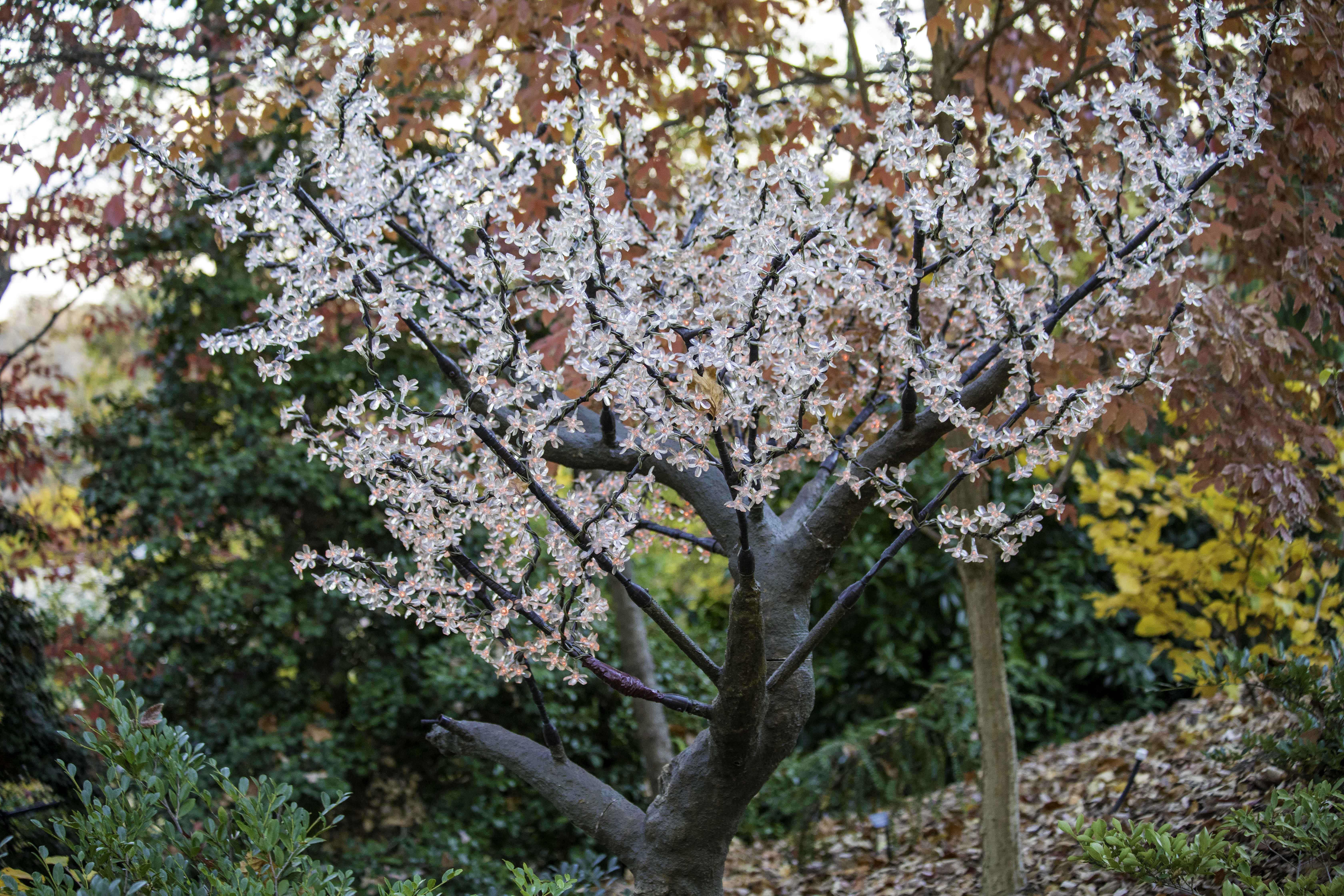 Tree during the Holiday Lights (Atlanta Botanical Gardens) 