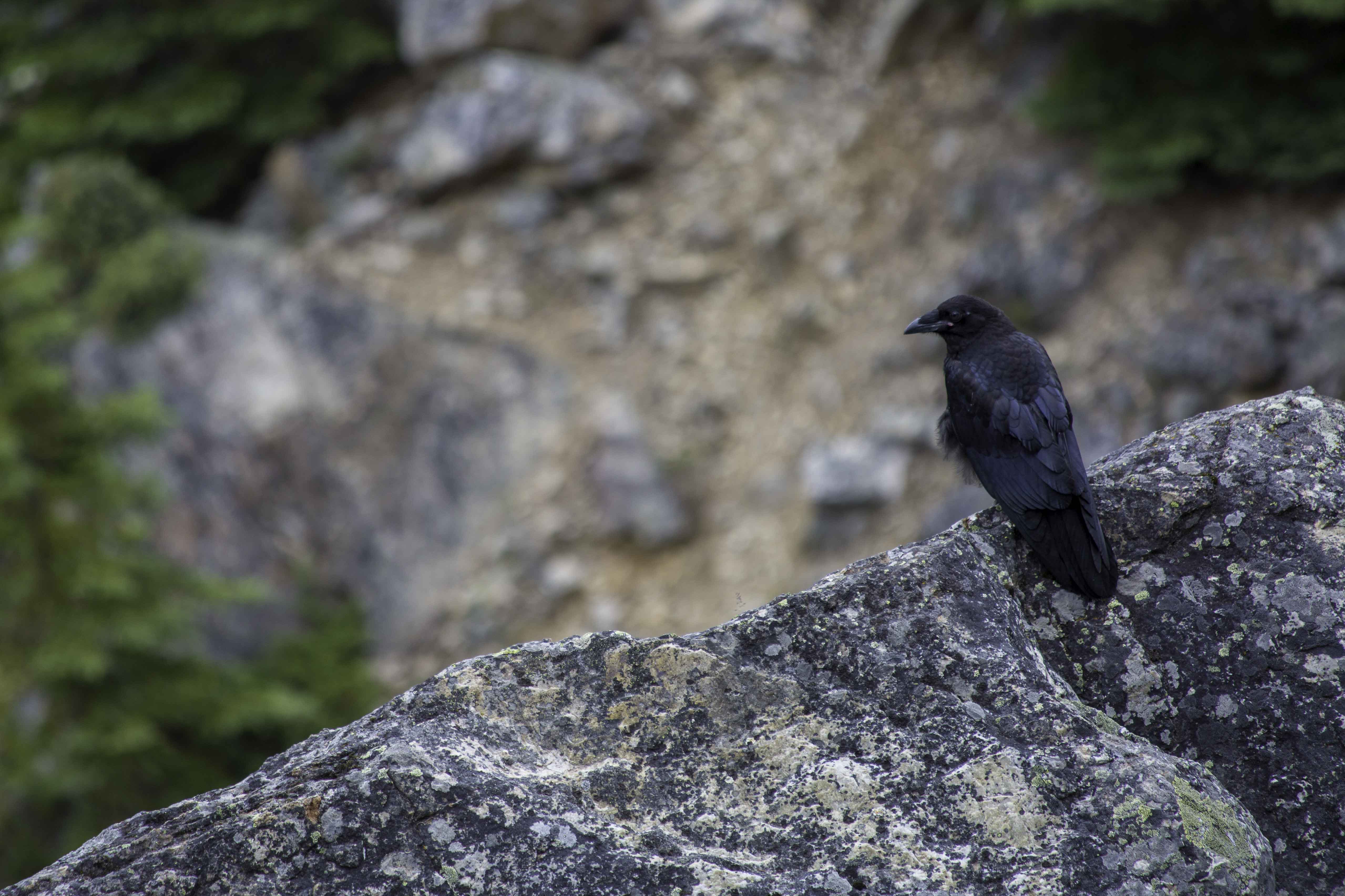  Crow in Banff National Park - Alberta, Canada 
