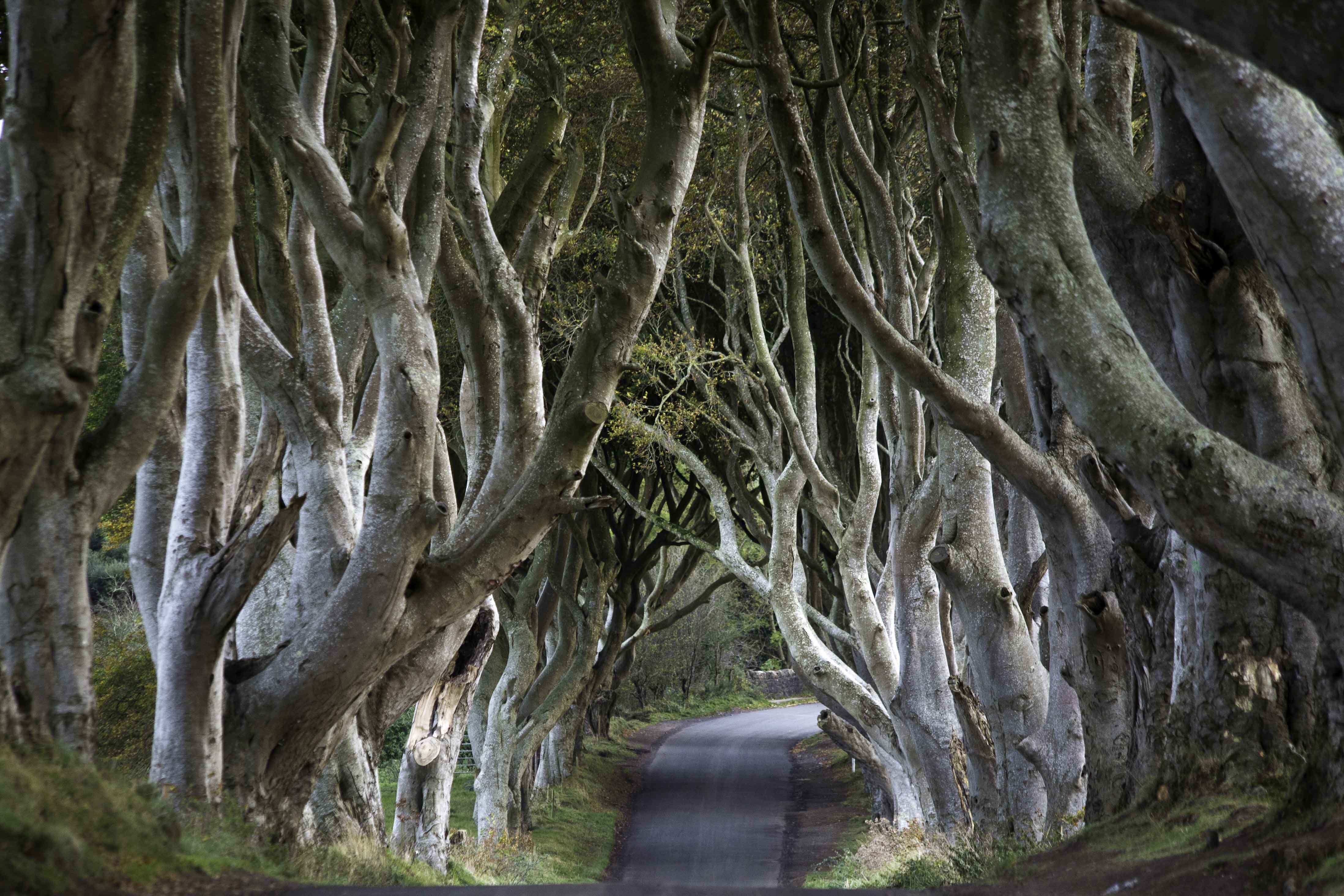  The Dark Hedges - Northern Ireland 